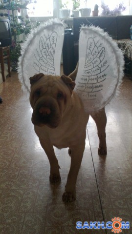 Фото левонтий01