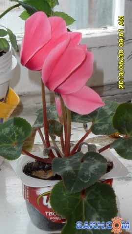 Фото ANNA-WILLIAMS