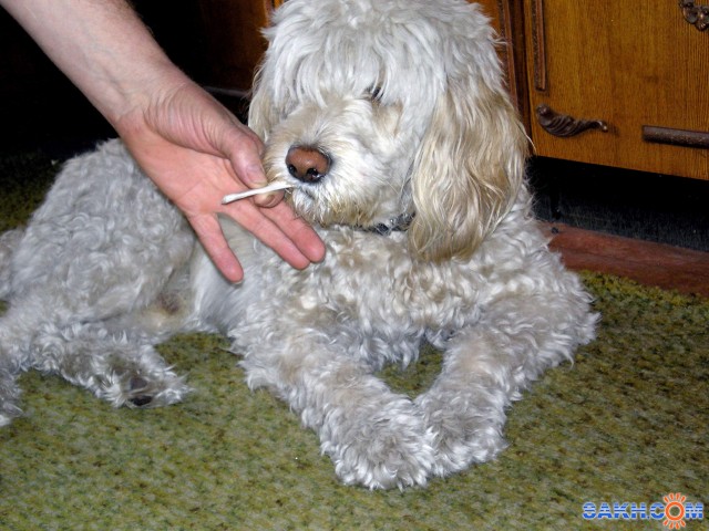 Фото А-ГЕНА-