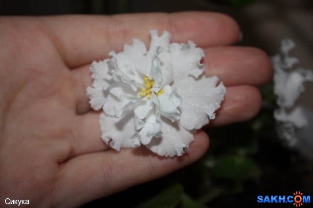 Фото Сикука