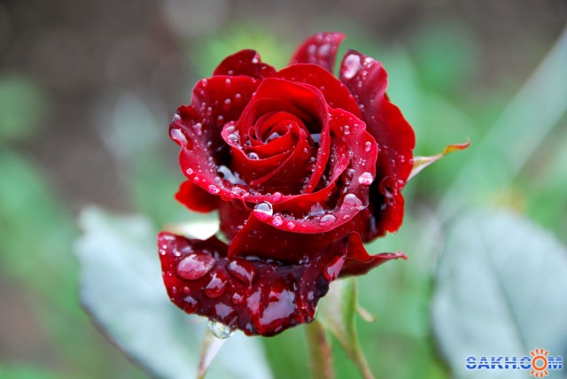 Фото прокоп