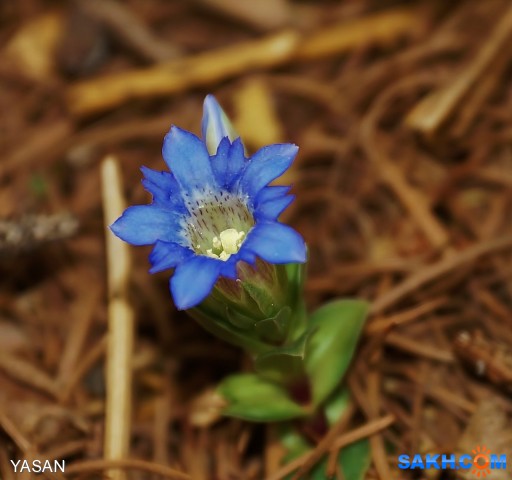 Фото YASAN