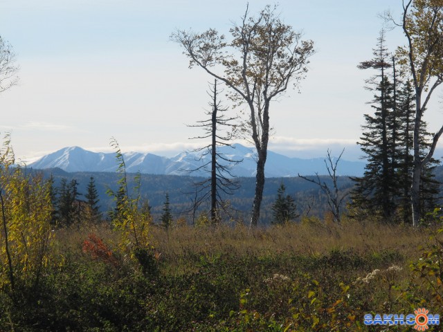 Фото Шуршик