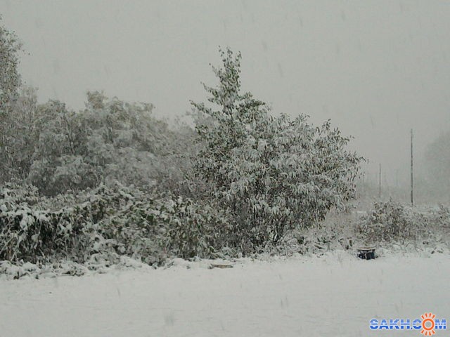 Фото красавка