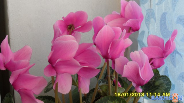 Фото ANNA-WILLIAMS