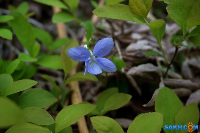 Фото vikirin