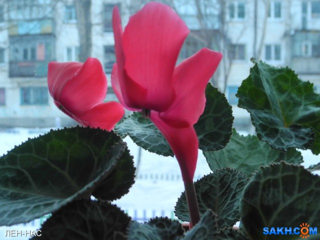 Фото ЛЕН-НАС