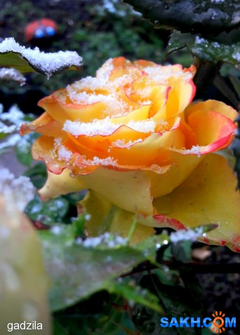Фото gadzila