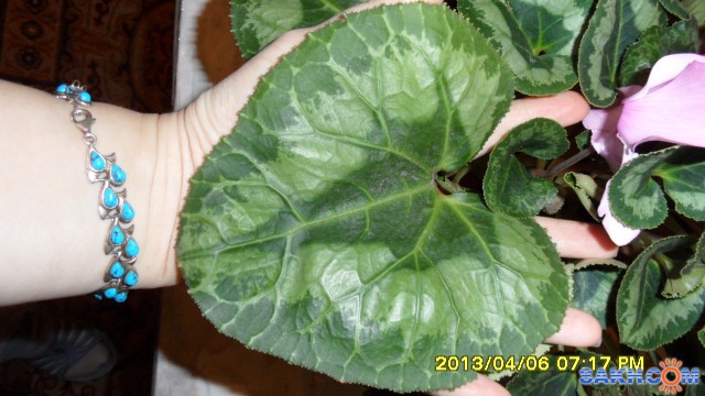 Фото ANNA-WILLIAMS