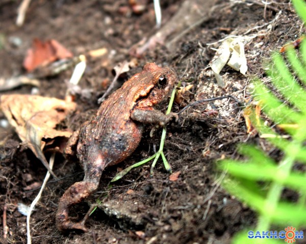 Фото Vitoldovich