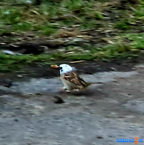 Фото КупаКупыч