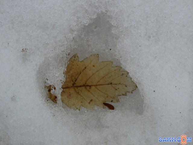 Фото Зеленый_тигр