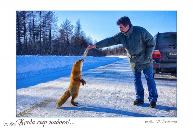 Фото voviksirota