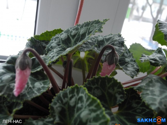 Фото ЛЕН-НАС