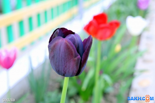 Фото gadzila