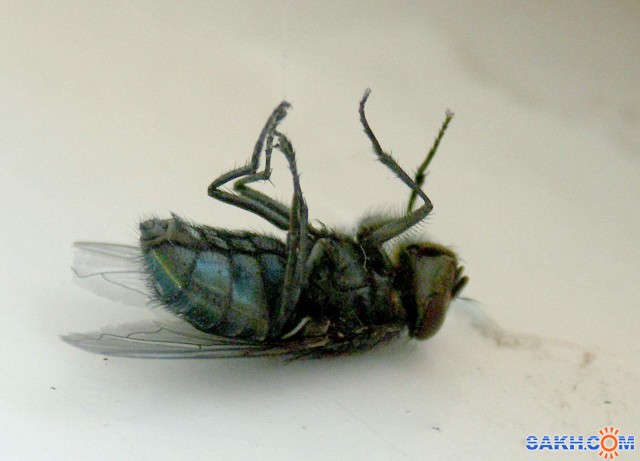 Фото А-ГЕНА-