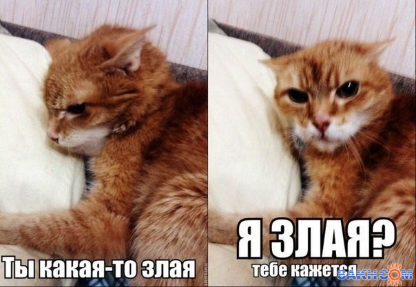 Фото клоповка13