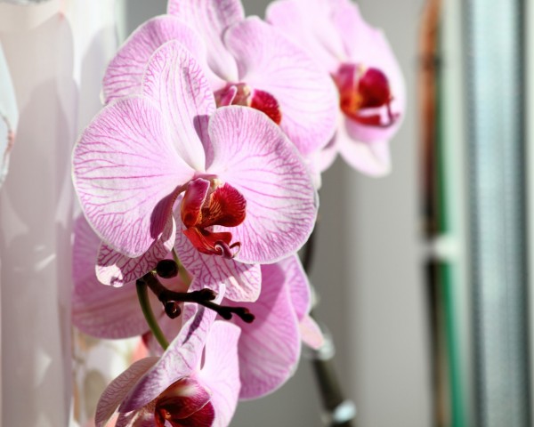 Фото ивасик-телесик