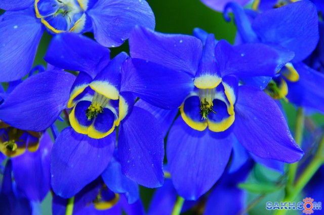 Фото voviksirota