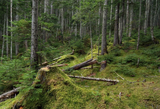 Фото Mikhaylovich