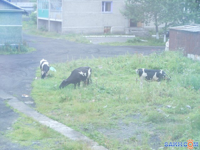 Фото девитал