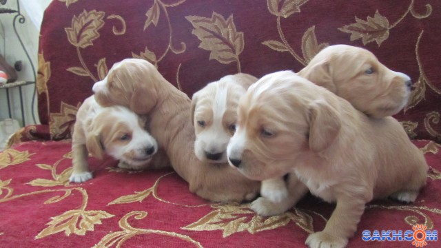 Фото AleksandrKhai