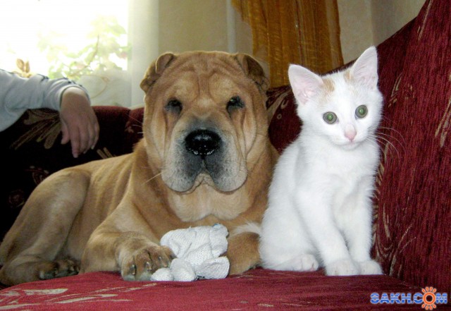 Фото А-ГЕНА-