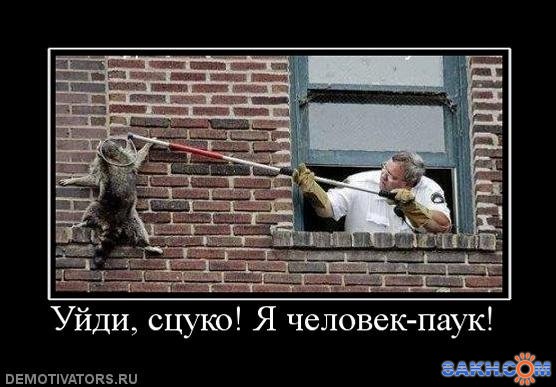 Фото крыся
