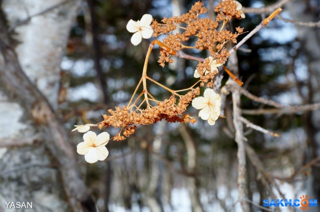 Фото YASAN