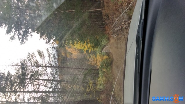 Фото лисичка-сестричка