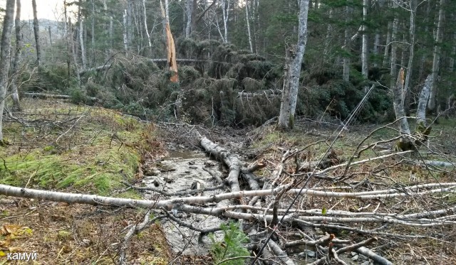 Фото камуй