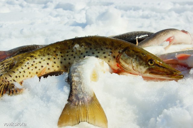 Фото voviksirota