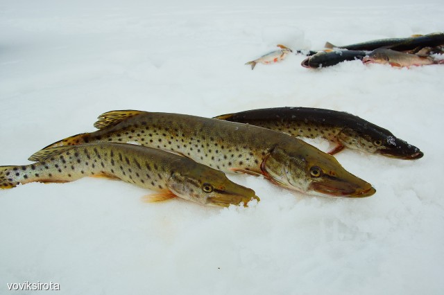 Фото voviksirota