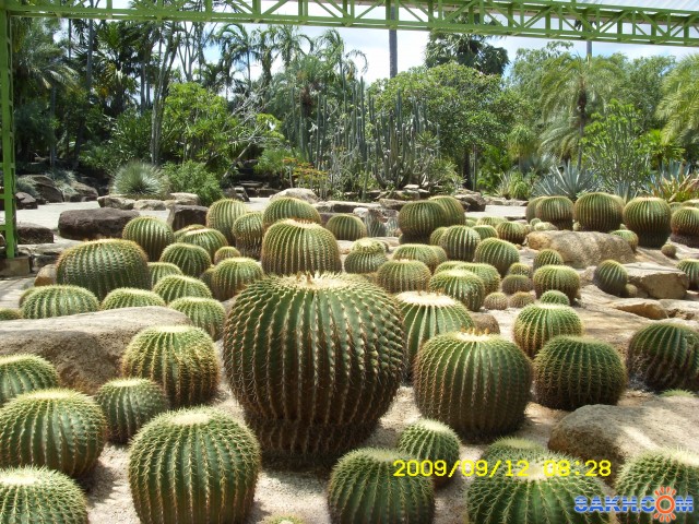 Фото манагаха