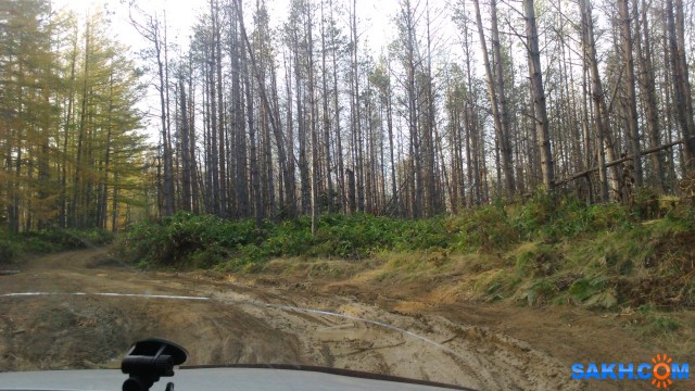 Фото лисичка-сестричка