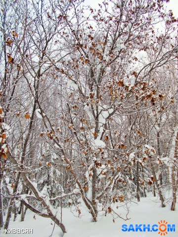 Фото кивасян