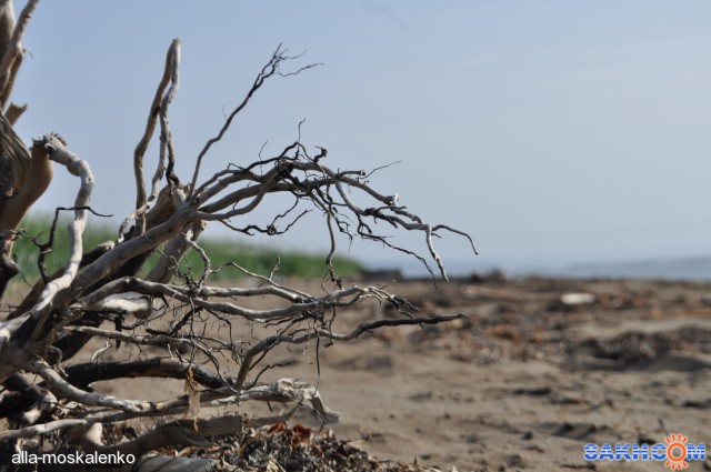 Фото alla-moskalenko