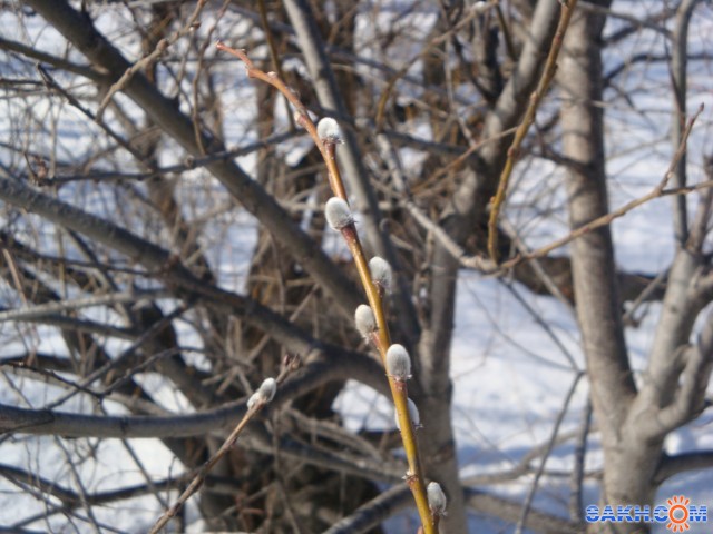 Фото санита