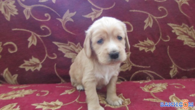 Фото Lana71Svetlaya