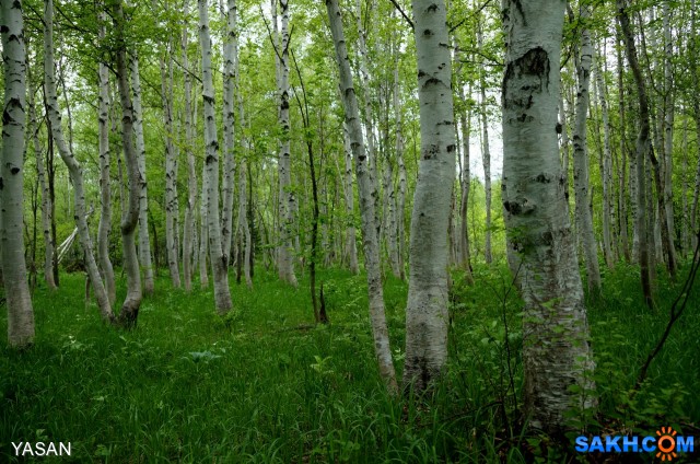 Фото YASAN