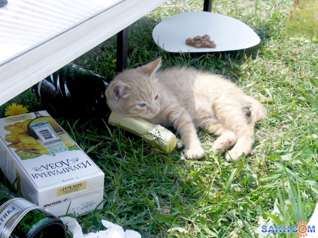 Фото А-ГЕНА-