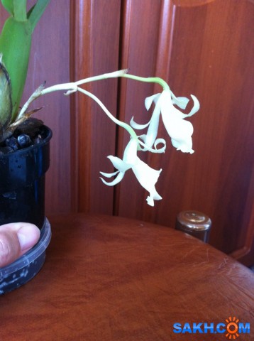 Фото Инкогнето