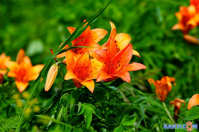 Фото voviksirota