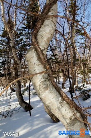 Фото YASAN