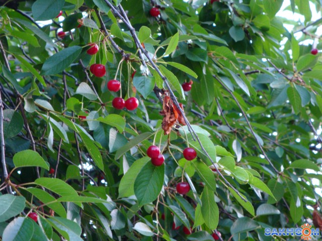 Фото nosferatu_v