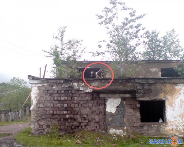 Фото Vitoldovich