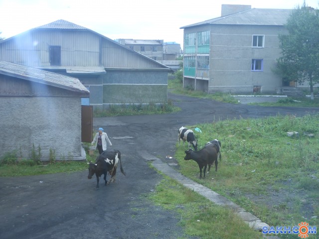 Фото девитал