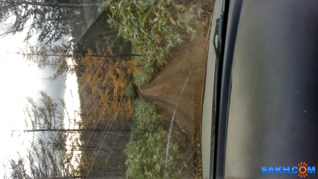 Фото лисичка-сестричка