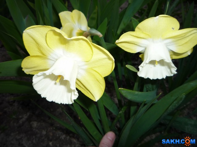 Фото к982