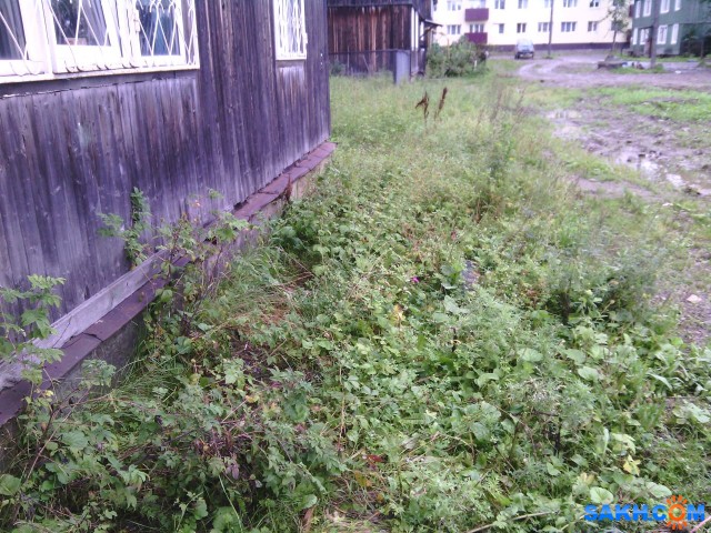 Фото паук-шнюк